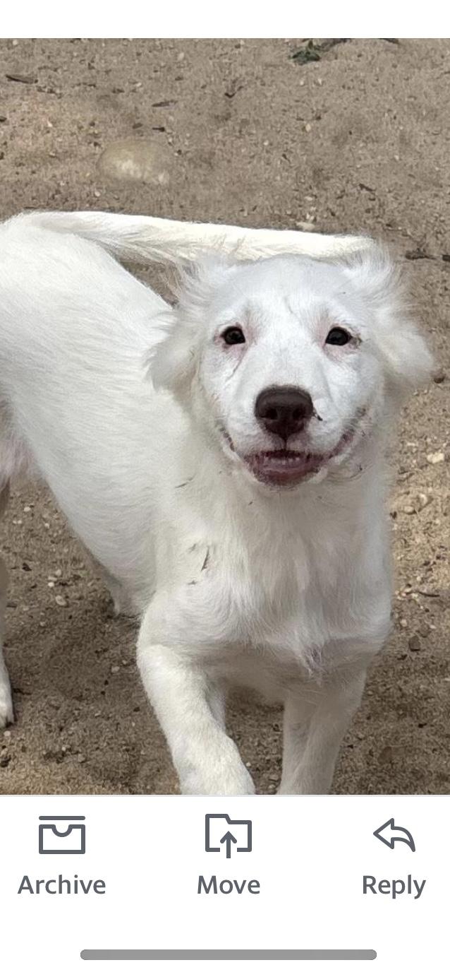 Jasper, Adoptable, Puppy Male Great Pyrenees & Border Collie.