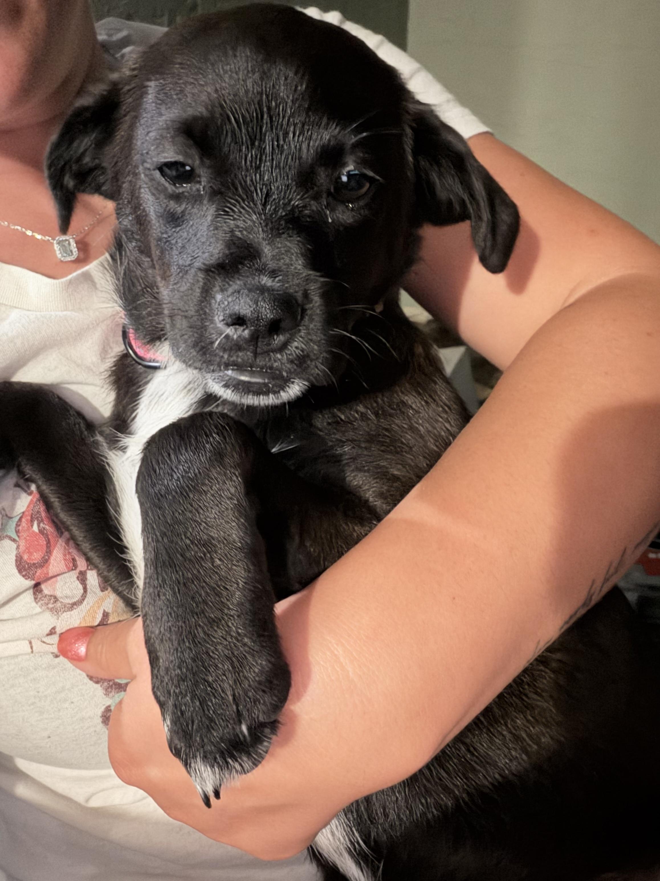 Nellie, ADOPTABLE, Puppy Female Chihuahua.