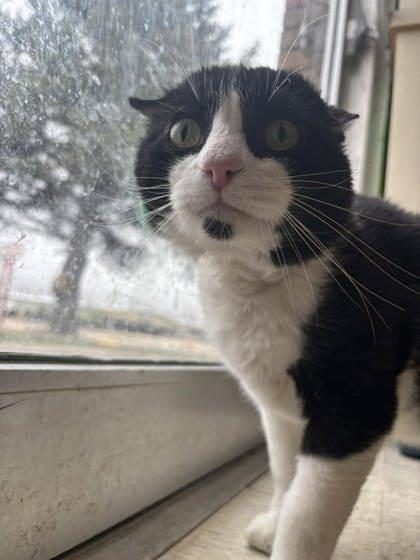 Enlarge Theodore, a Adoptable mixed breed in Scottsbluff, NE image 2/3