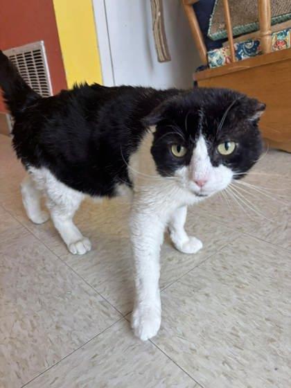 Enlarge Theodore, a Adoptable mixed breed in Scottsbluff, NE image 3/3