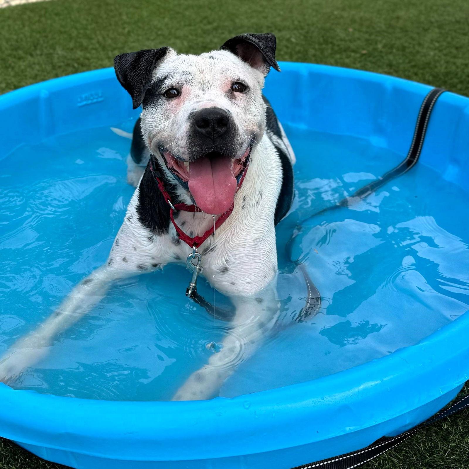 Robyn, Adoptable, Young Female Mixed Breed.