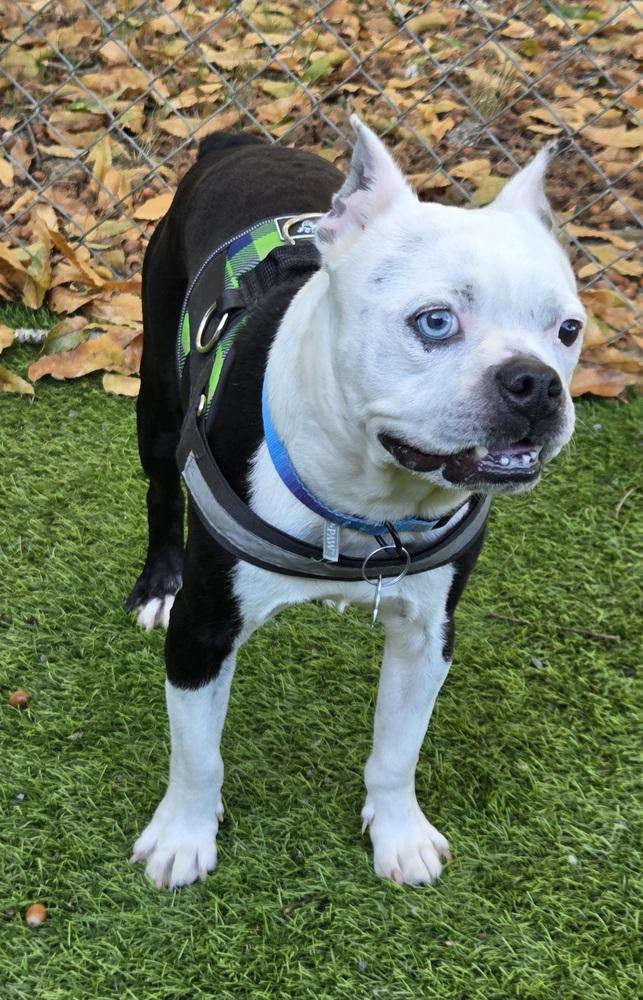 Captain Blue Eye-4680 Milledgeville, Georgia, Adoptable, Adult Male Boston Terrier.