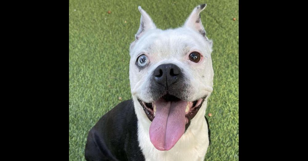 Captain Blue Eye-4680 Milledgeville, Georgia, a Adoptable Boston Terrier in Maryville, TN image 3/4