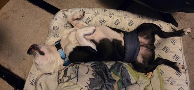 Captain Blue Eye-4680 Milledgeville, Georgia, a Adoptable Boston Terrier in Maryville, TN image 4/4