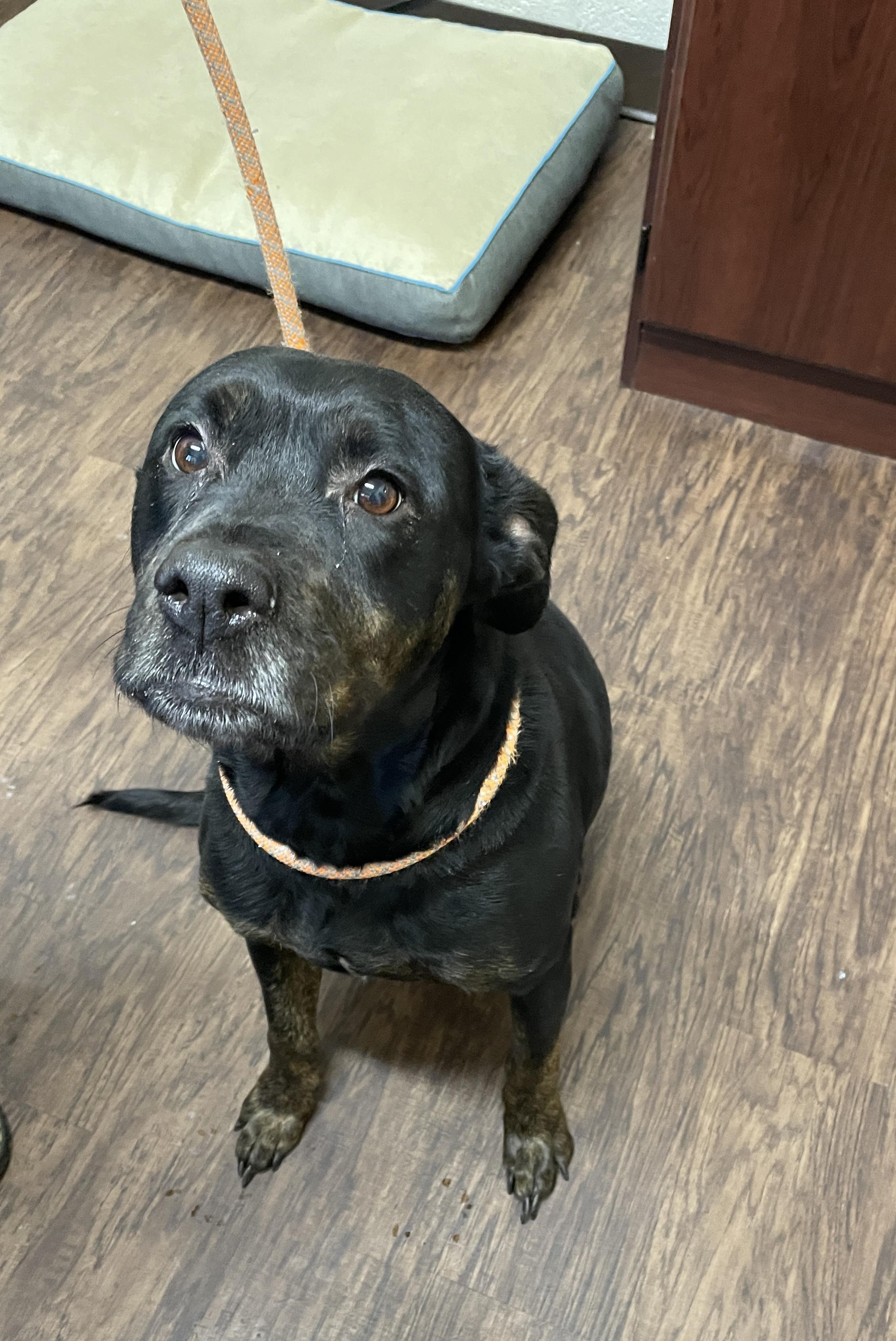 Enlarge Koda, a ADOPTABLE mixed breed in Rome, NY image 1/1