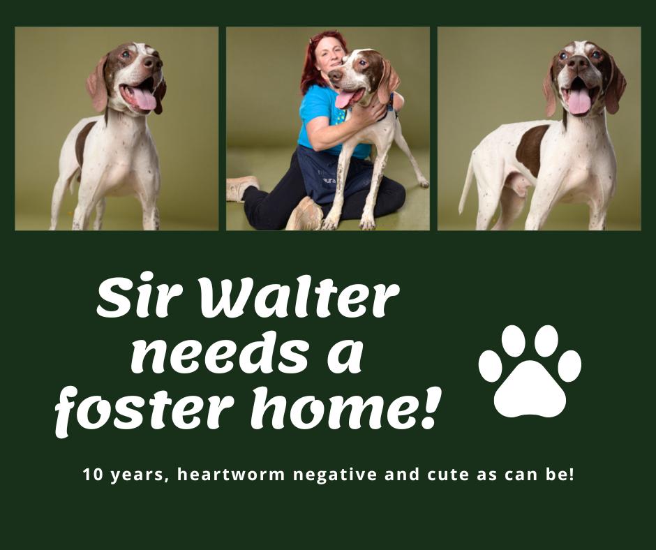 Enlarge Needs Foster Sir Walter (GA), a ADOPTABLE English Pointer in Bridgeton, NJ image 1/1