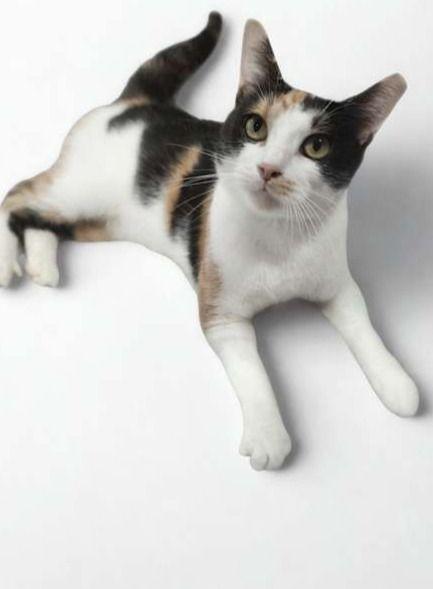 Enlarge Hazel, a Adoptable Calico in miami, FL image 1/3