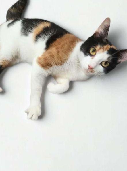 Enlarge Hazel, a Adoptable Calico in miami, FL image 2/3