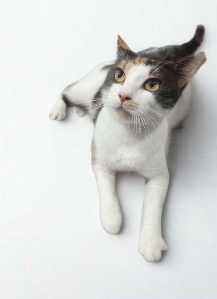 Enlarge Hazel, a Adoptable Calico in miami, FL image 3/3
