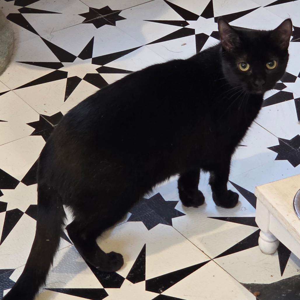 Elaine Benes (mom), Adoptable, Adult Female Domestic Short Hair.