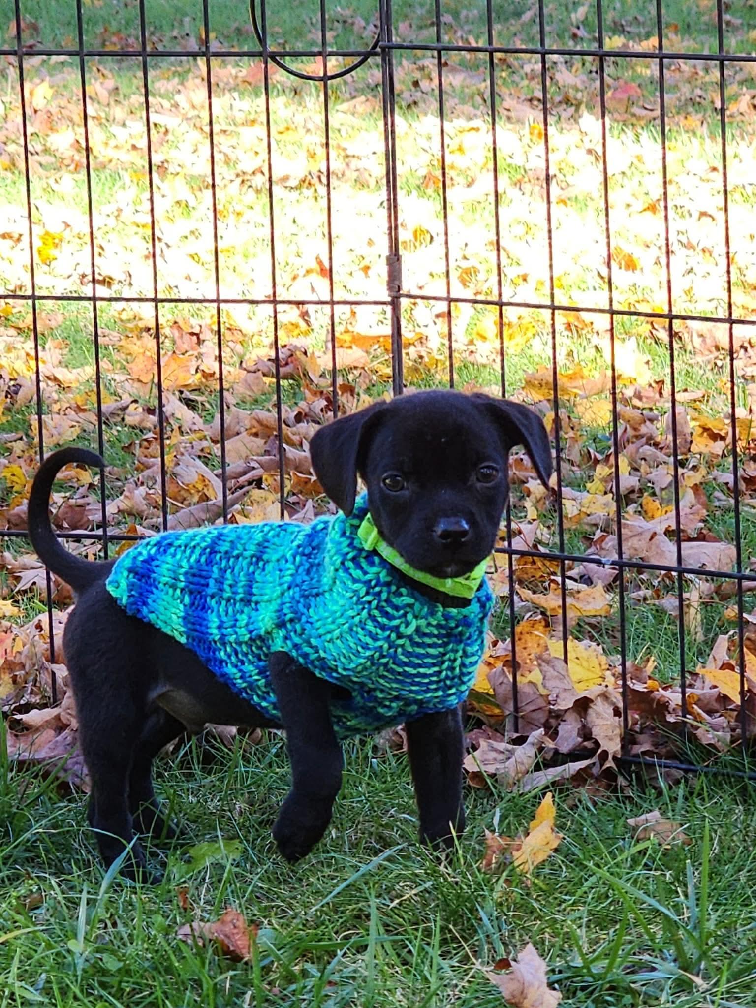 Enlarge Gizmo, a Adoptable mixed breed in Albany, NY image 1/3
