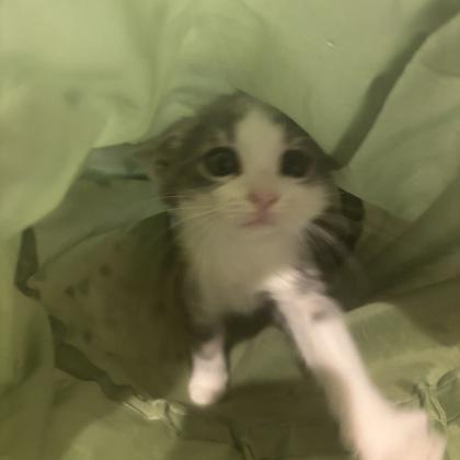Enlarge Lego, an adopted Domestic Short Hair in Dubuque, IA image 1/1