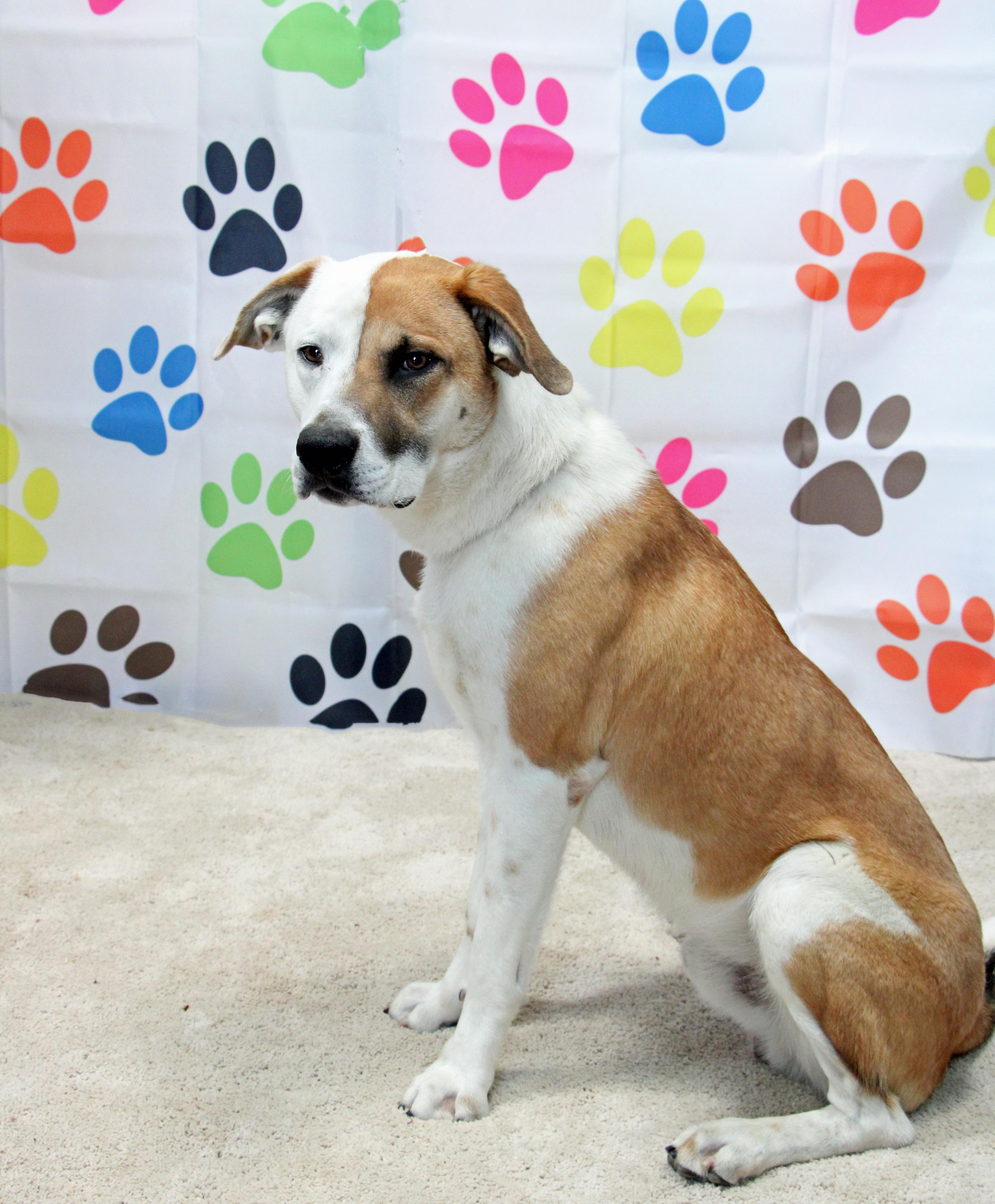Enlarge Bojangles, a ADOPTABLE mixed breed in Graham, TX image 2/4