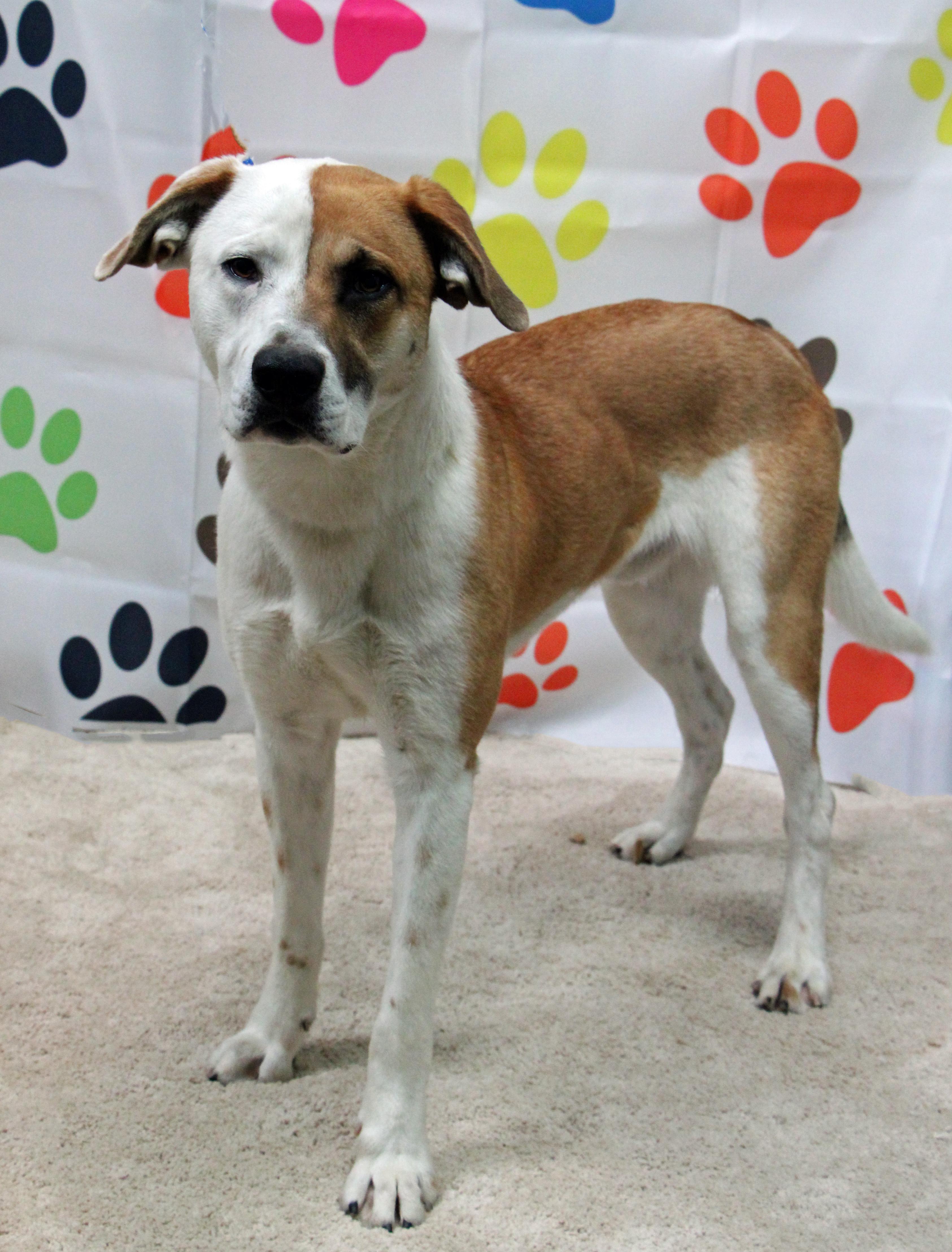 Enlarge Bojangles, a ADOPTABLE mixed breed in Graham, TX image 1/4