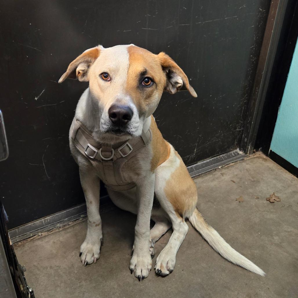Enlarge Bojangles, a ADOPTABLE mixed breed in Graham, TX image 4/4