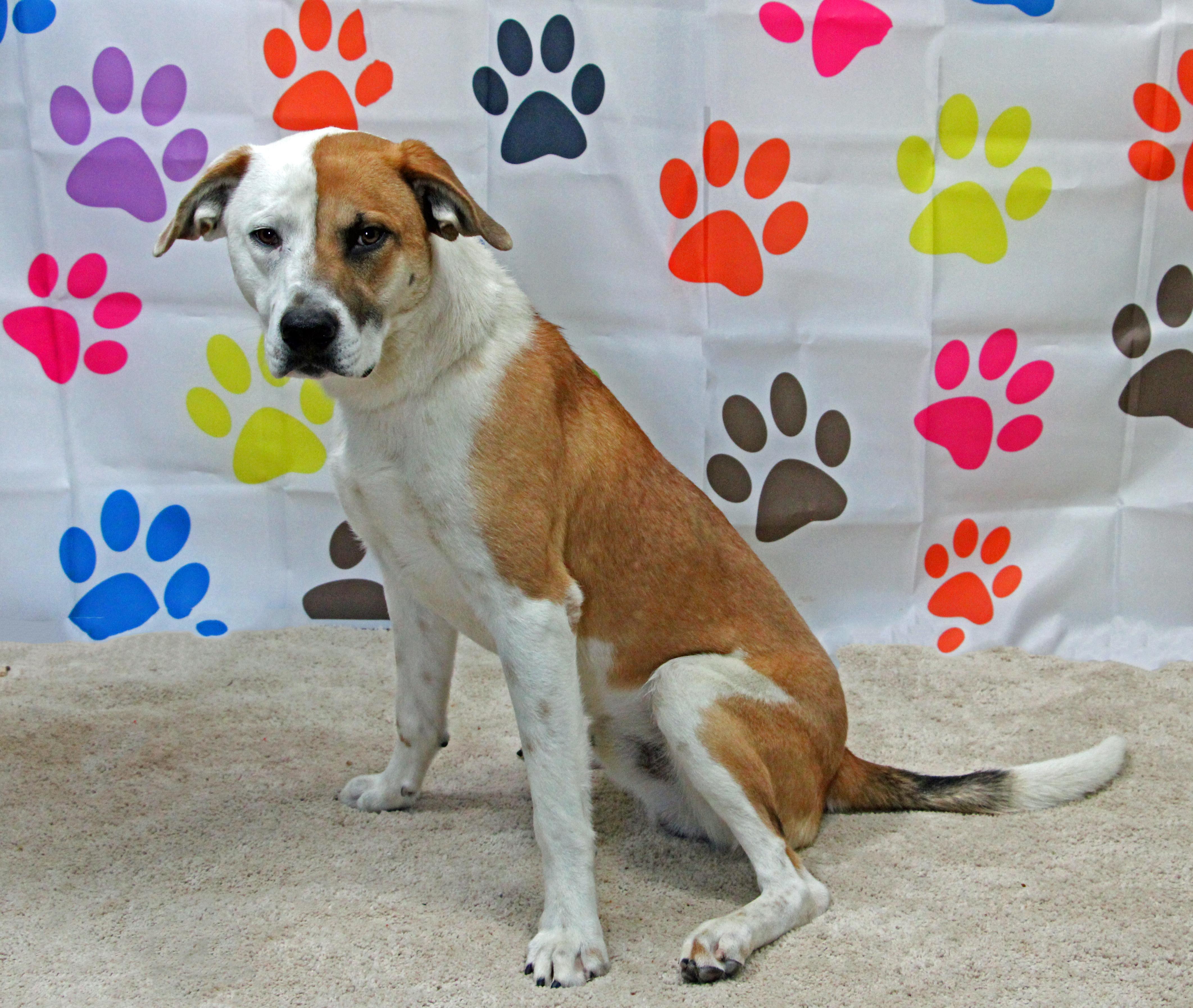 Enlarge Bojangles, a ADOPTABLE mixed breed in Graham, TX image 3/4