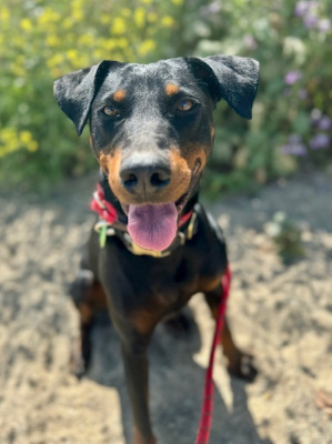Sonora, a Adoptable mixed breed in Santa Paula, CA image 1/4