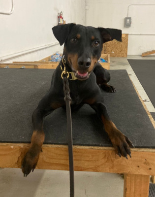 Sonora, a Adoptable mixed breed in Santa Paula, CA image 3/4