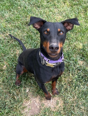 Sonora, a Adoptable mixed breed in Santa Paula, CA image 2/4