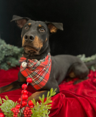 Sonora, a Adoptable mixed breed in Santa Paula, CA image 4/4