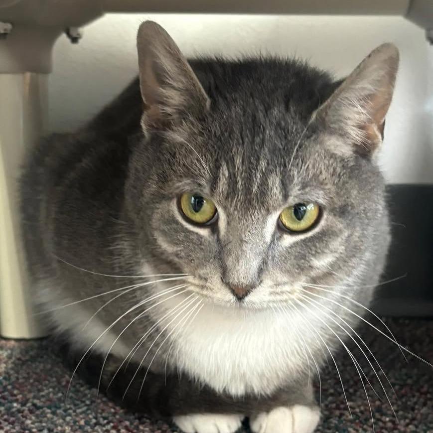 Enlarge Sparky, a Adoptable Domestic Short Hair in Hamburg, NY image 1/1