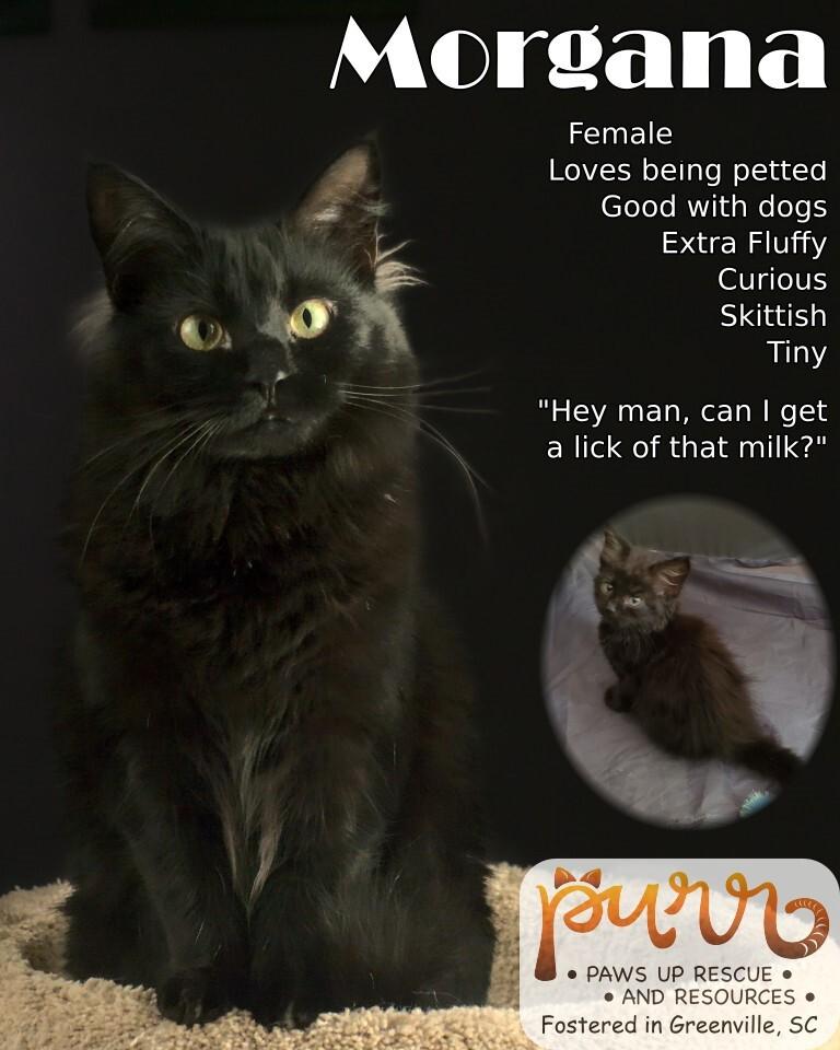 Morgana L., a Adopted Domestic Medium Hair in GREENVILLE, SC image 1/6