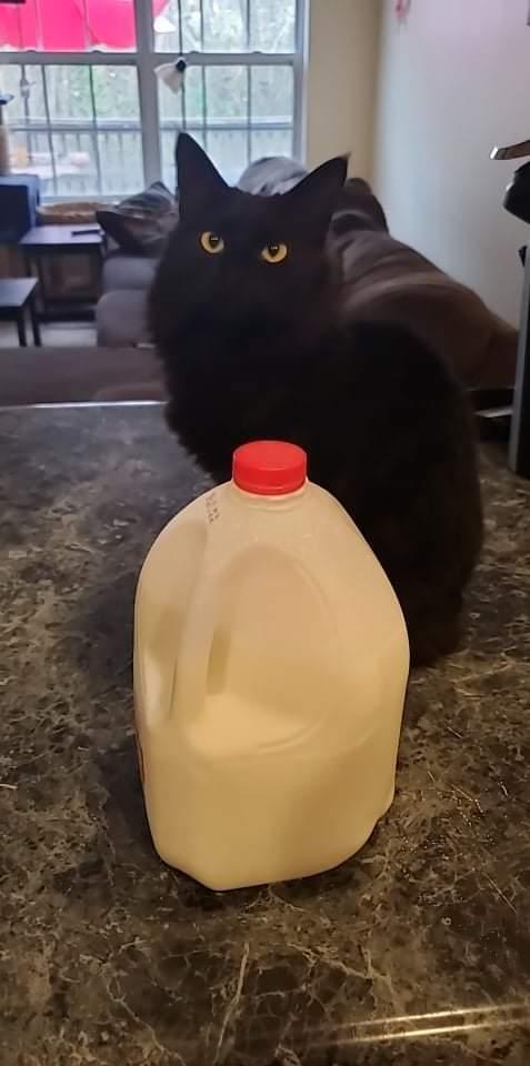 Morgana L., a Adopted Domestic Medium Hair in GREENVILLE, SC image 2/6