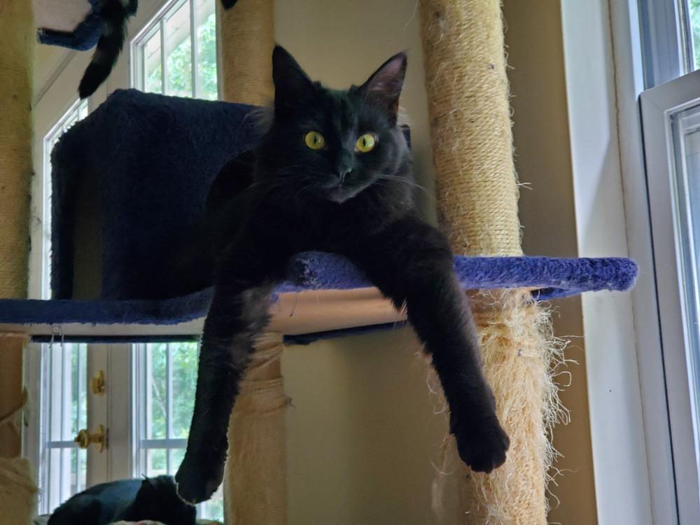 Morgana L., a Adopted Domestic Medium Hair in GREENVILLE, SC image 3/6