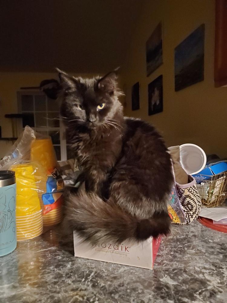 Morgana L., a Adopted Domestic Medium Hair in GREENVILLE, SC image 4/6