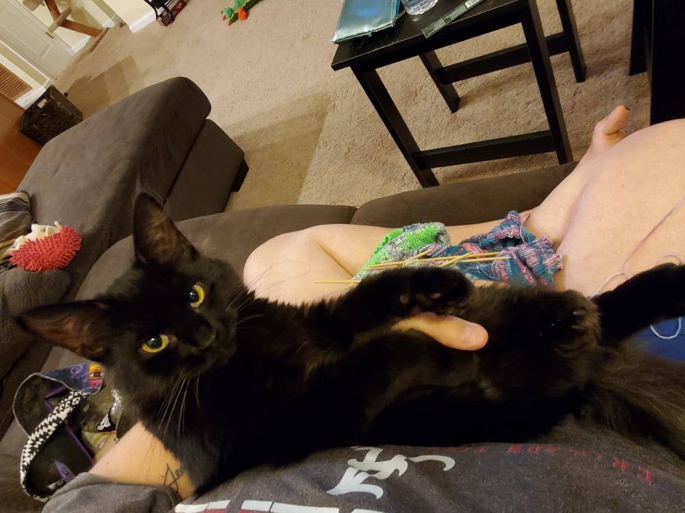 Morgana L., Adopted, Adult Female Domestic Medium Hair.