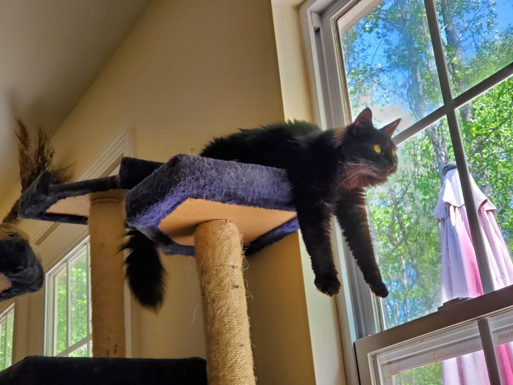 Morgana L., a Adopted Domestic Medium Hair in GREENVILLE, SC image 6/6