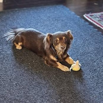 Enlarge Pretzel, a Adoptable mixed breed in Portland, OR image 2/6
