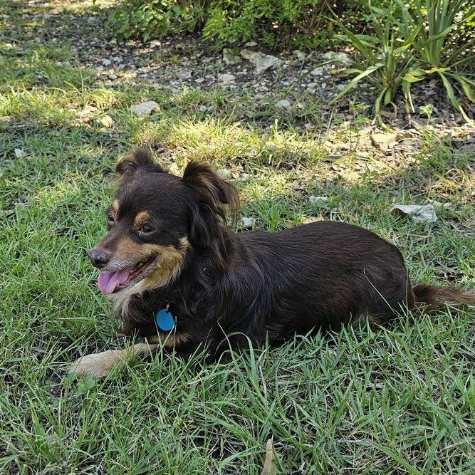 Enlarge Pretzel, a Adoptable mixed breed in Portland, OR image 3/6