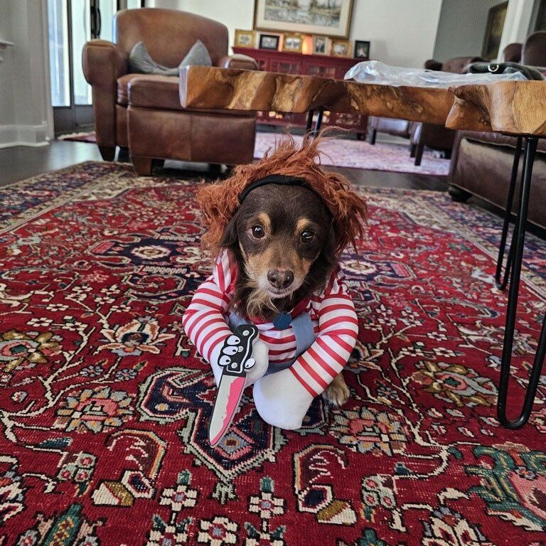 Enlarge Pretzel, a Adoptable mixed breed in Portland, OR image 4/6