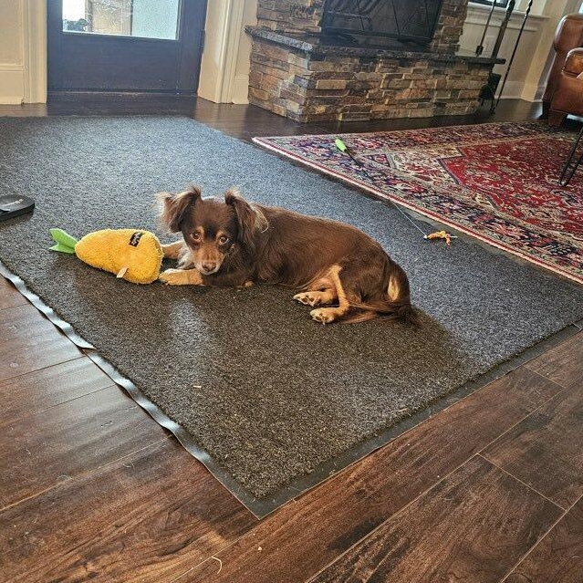 Enlarge Pretzel, a Adoptable mixed breed in Portland, OR image 5/6