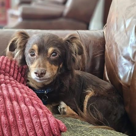 Enlarge Pretzel, a Adoptable mixed breed in Portland, OR image 6/6