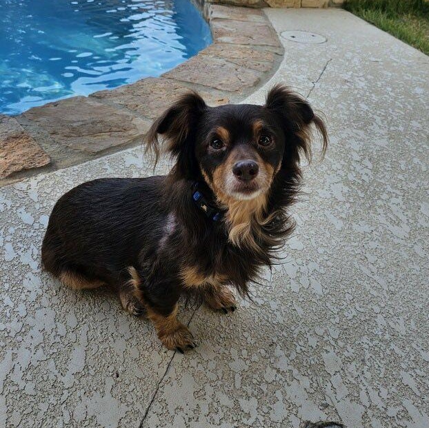 Pretzel, Adoptable, Adult Male Dachshund (Long Haired).