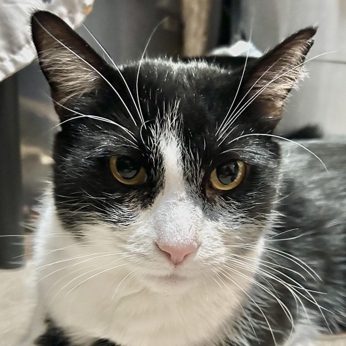 Enlarge Mime , a Adoptable Domestic Short Hair in Santa Ana, CA image 5/6