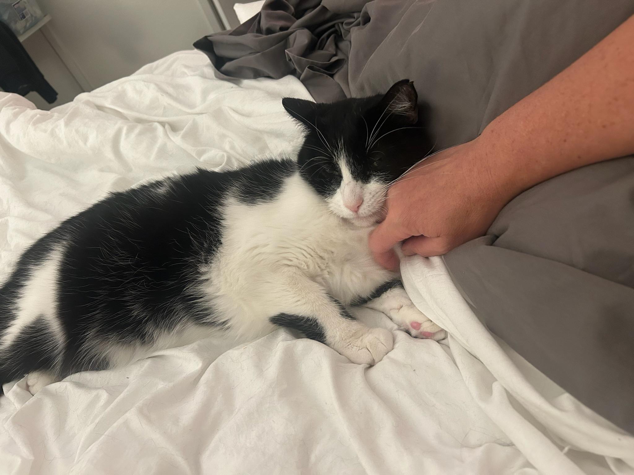 Enlarge Mime , a Adoptable Domestic Short Hair in Santa Ana, CA image 6/6