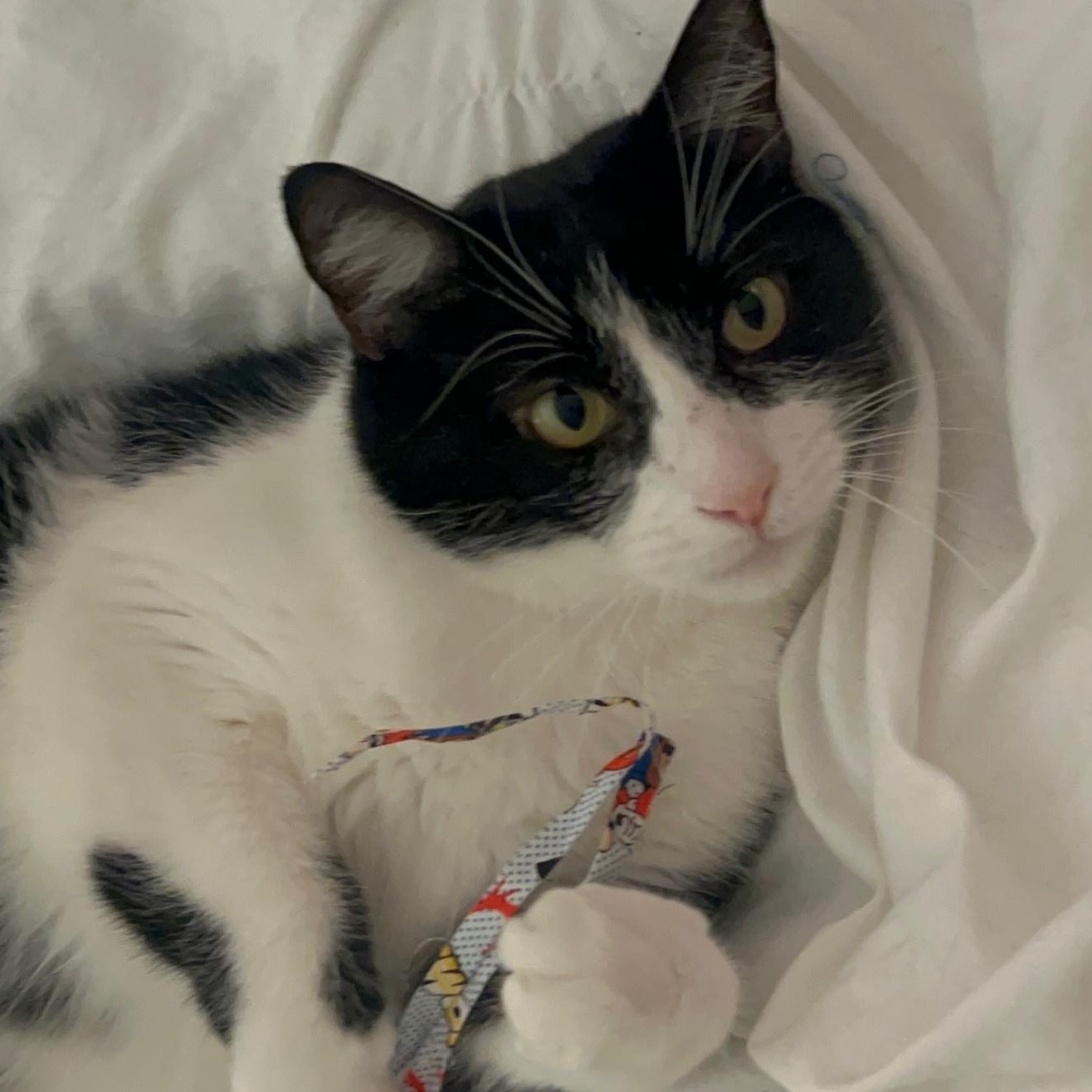 Mime , Adoptable, Adult Male Domestic Short Hair.