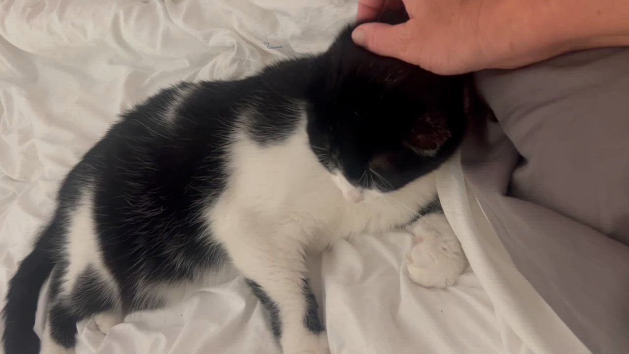 Enlarge Mime , a Adoptable Domestic Short Hair in Santa Ana, CA video 3/6