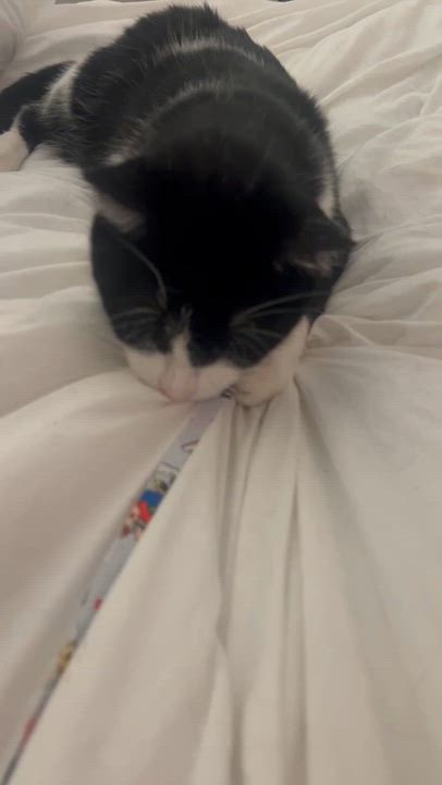 Enlarge Mime , a Adoptable Domestic Short Hair in Santa Ana, CA video 4/6
