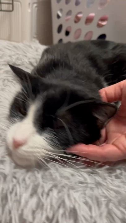 Enlarge Mime , a Adoptable Domestic Short Hair in Santa Ana, CA video 2/6