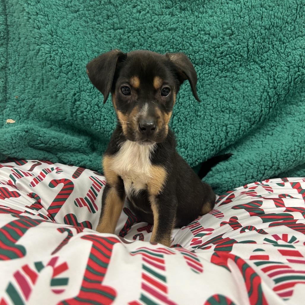 Flapjack thumbnail 3