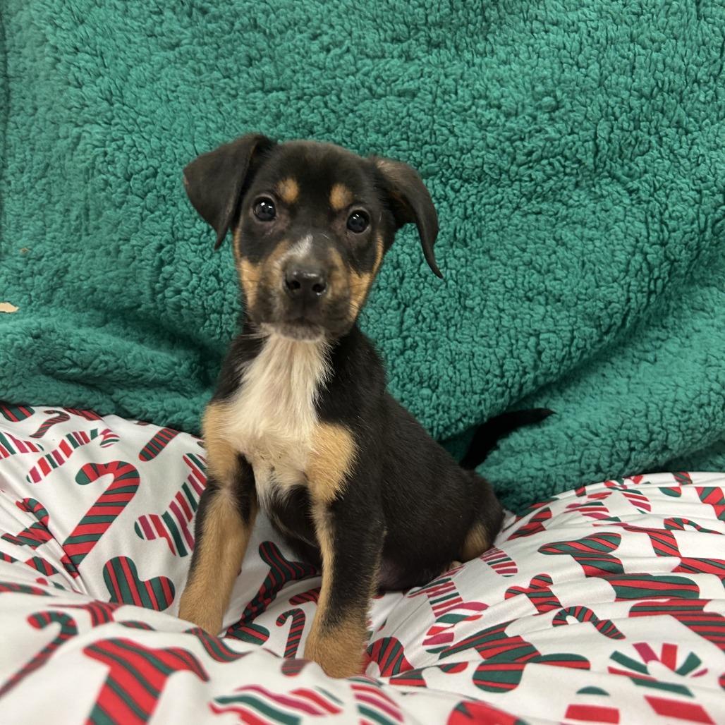 Flapjack thumbnail 4