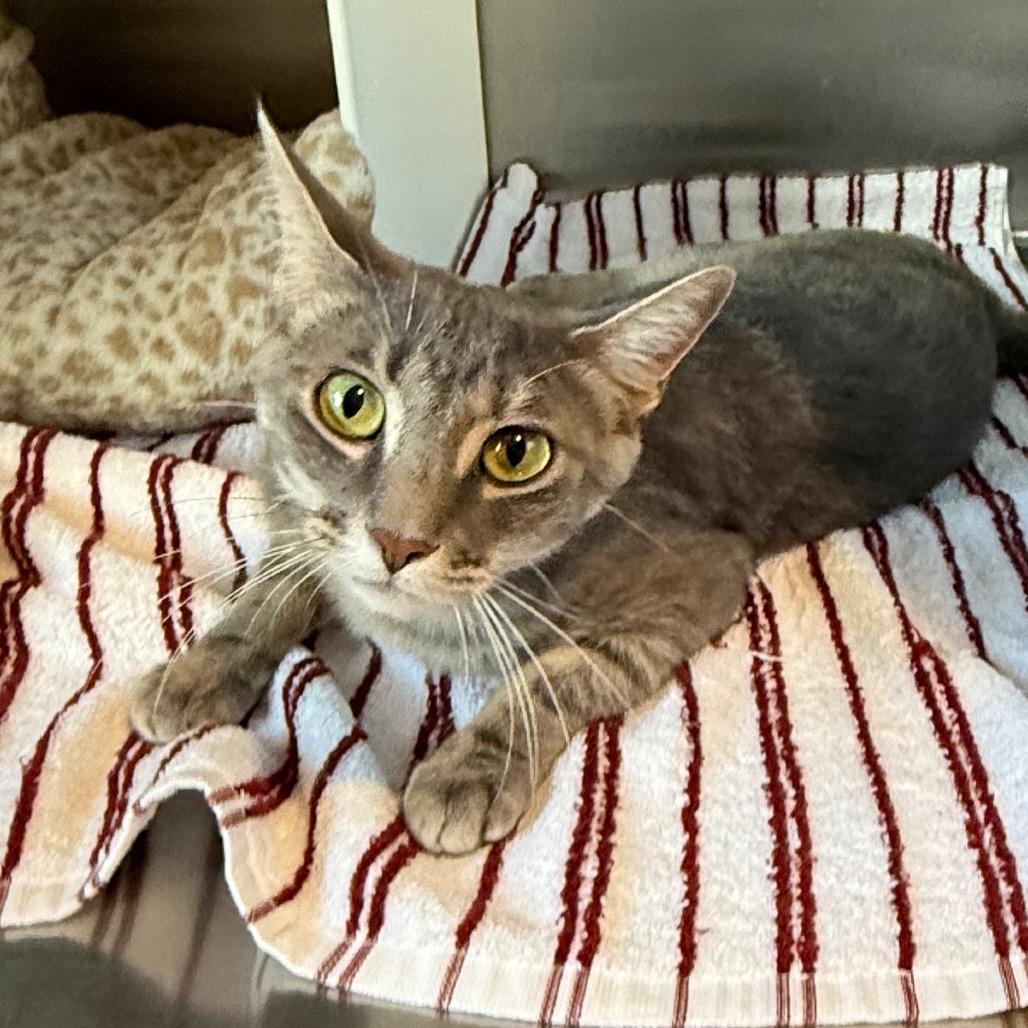 Cherish is at Petsmart GJ, a Adoptable Domestic Short Hair in Cedaredge, CO image 1/6