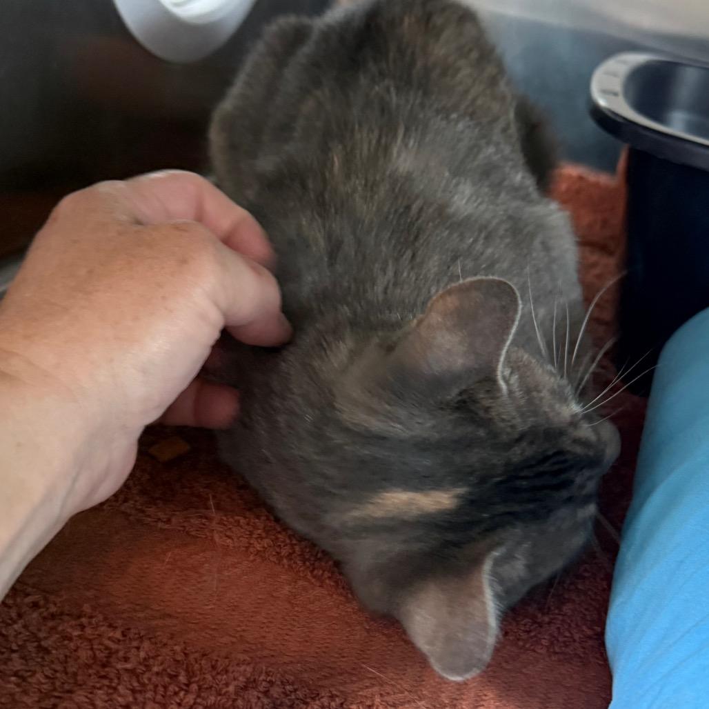 Cherish is at Petsmart GJ, a Adoptable Domestic Short Hair in Cedaredge, CO image 2/6