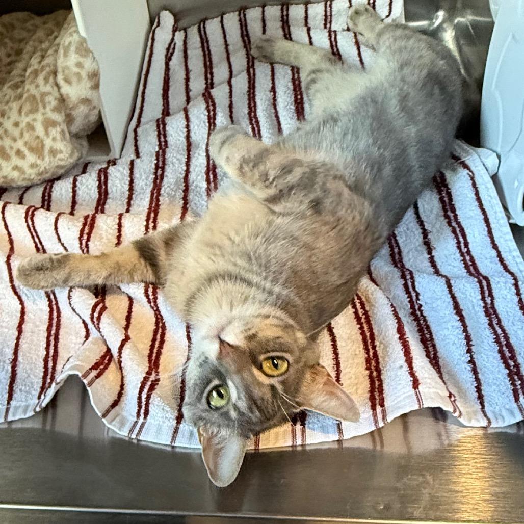 Cherish is at Petsmart GJ, a Adoptable Domestic Short Hair in Cedaredge, CO image 3/6