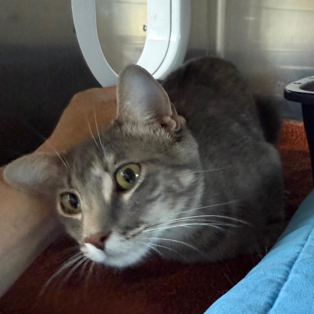 Cherish is at Petsmart GJ, a Adoptable Domestic Short Hair in Cedaredge, CO image 4/6