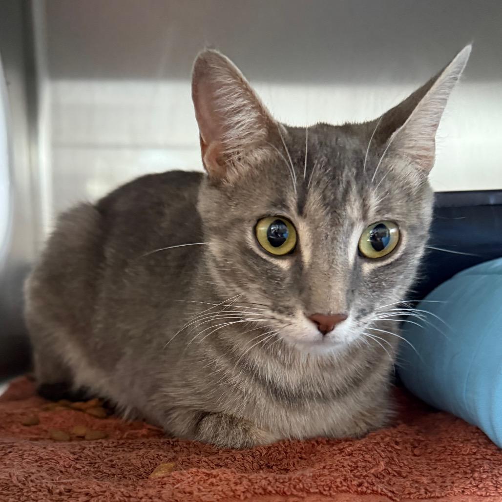 Cherish is at Petsmart GJ, a Adoptable Domestic Short Hair in Cedaredge, CO image 5/6